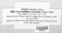 Patellaria atrata image